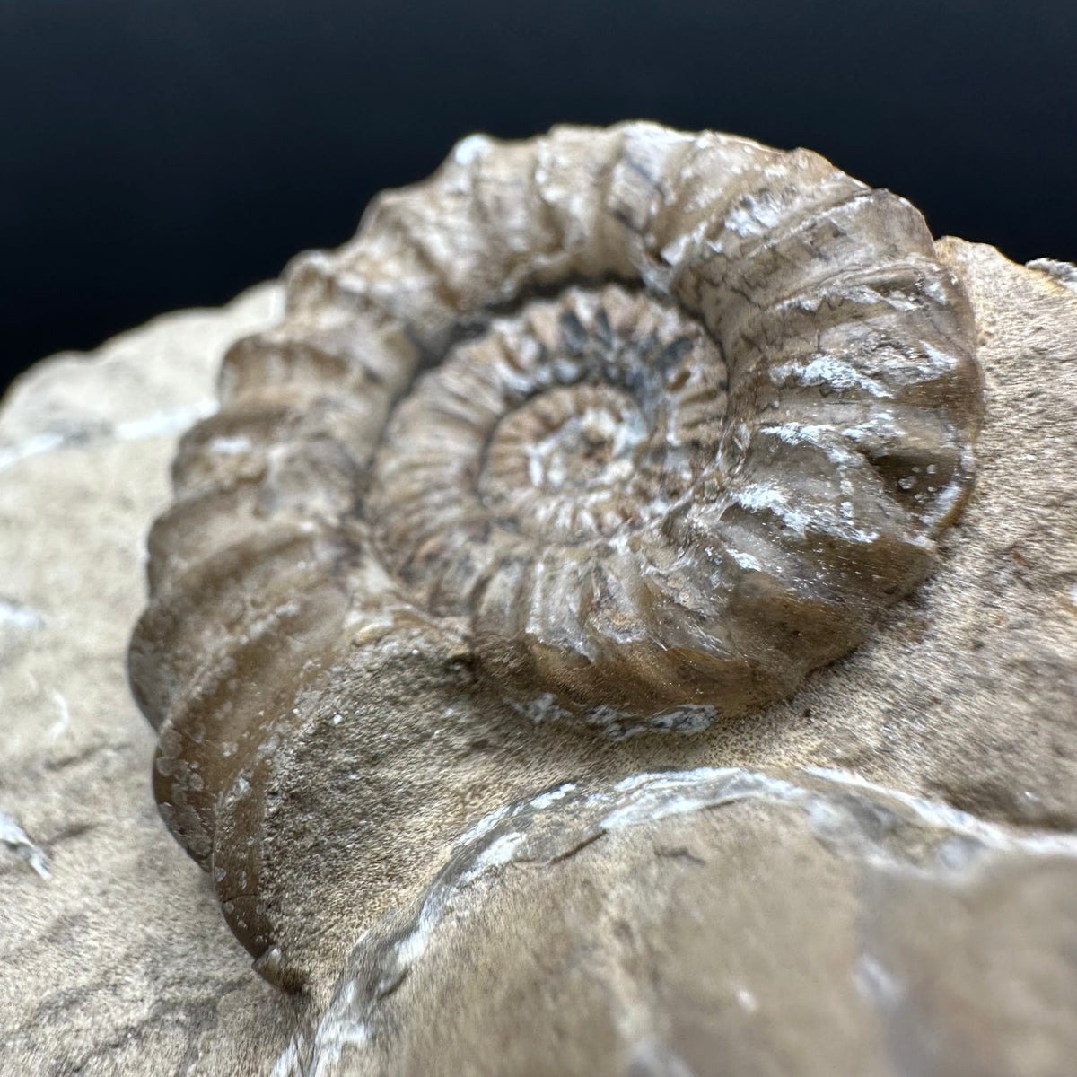 Androgynoceras capricornus Ammonite Fossil With Stand - Whitby, North Yorkshire Jurassic Coast Yorkshire Fossils