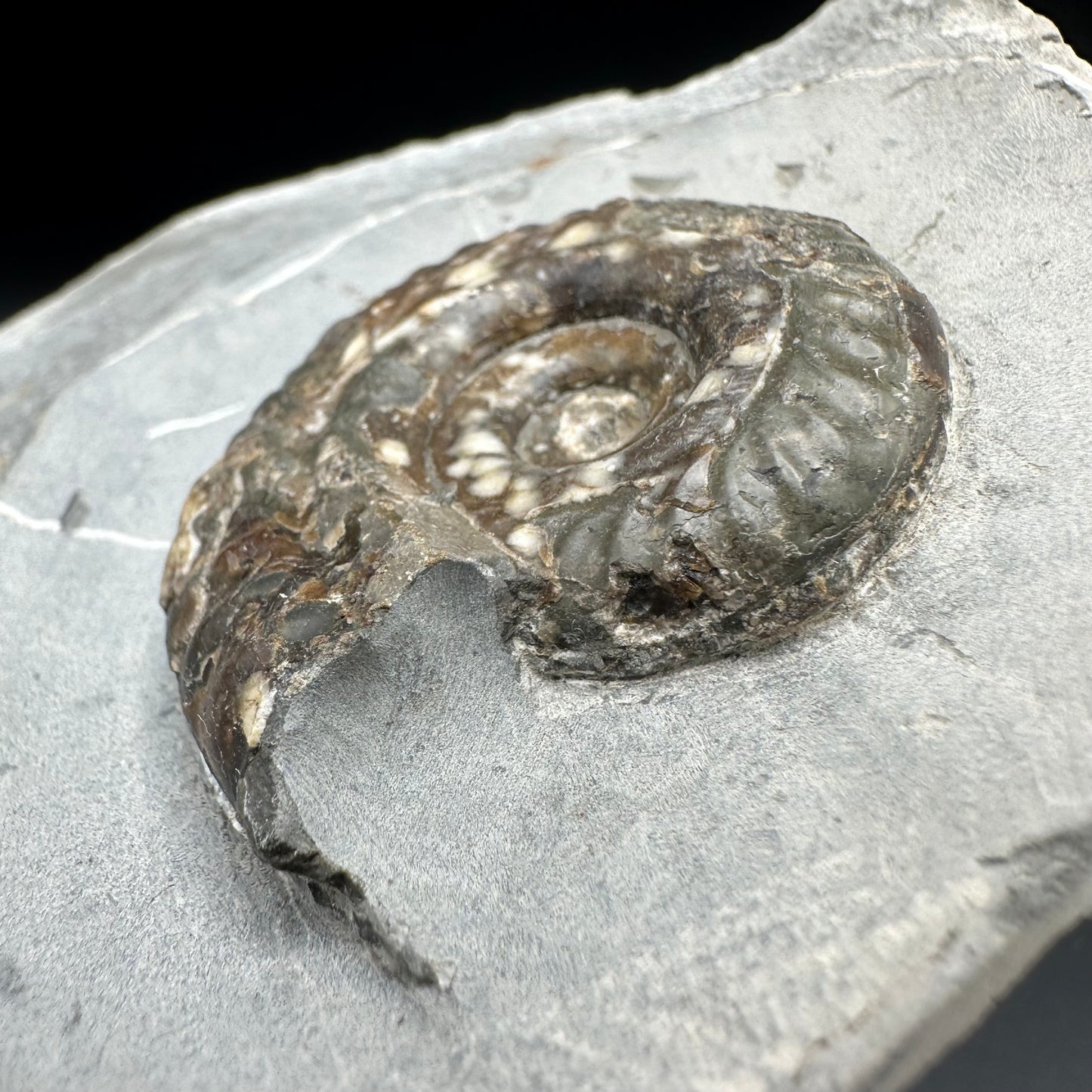 Hildoceras Bifrons Ammonite fossil with box and stand - Whitby, North Yorkshire Jurassic Coast, Yorkshire Fossils from the Jurassic Coast