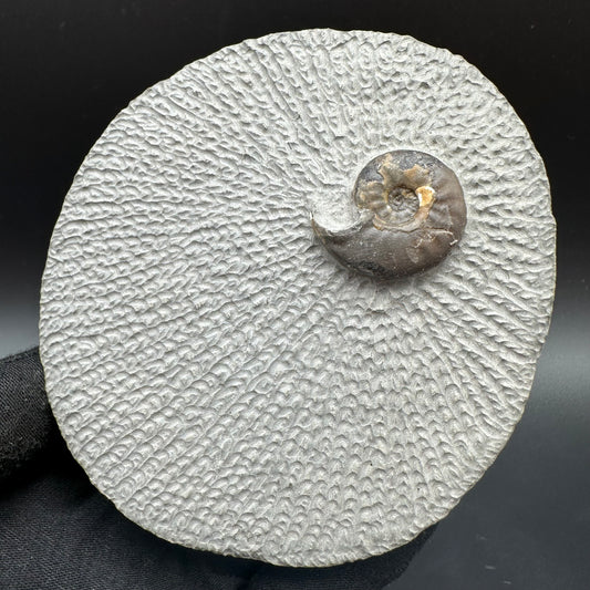 Eleganticeras Elegantulum ammonite fossil with box and stand - Whitby, North Yorkshire Jurassic Coast, Yorkshire Fossils
