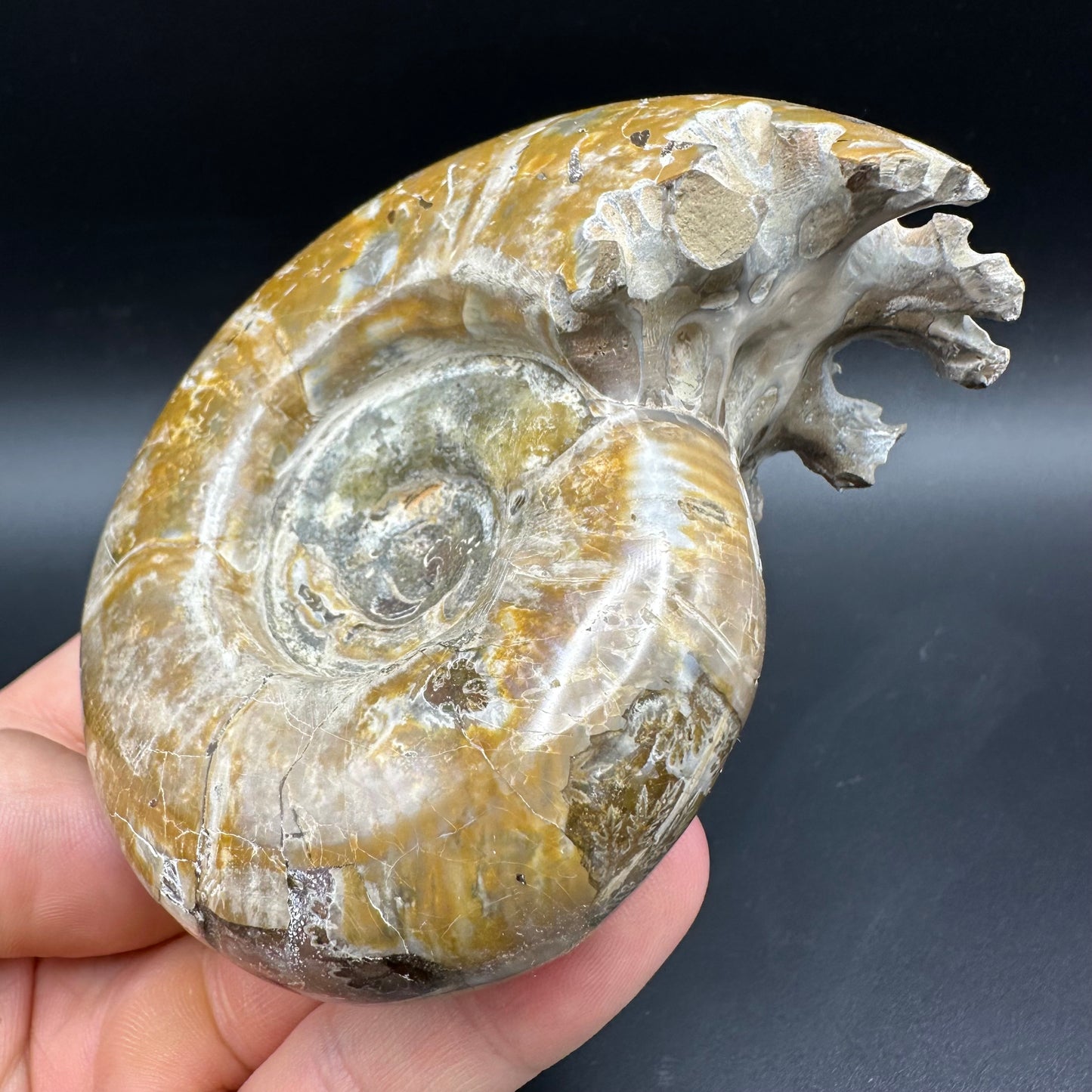Puzosia Ammonite Fossil With Box And Stand - Cretaceous Ammonite Madagascar