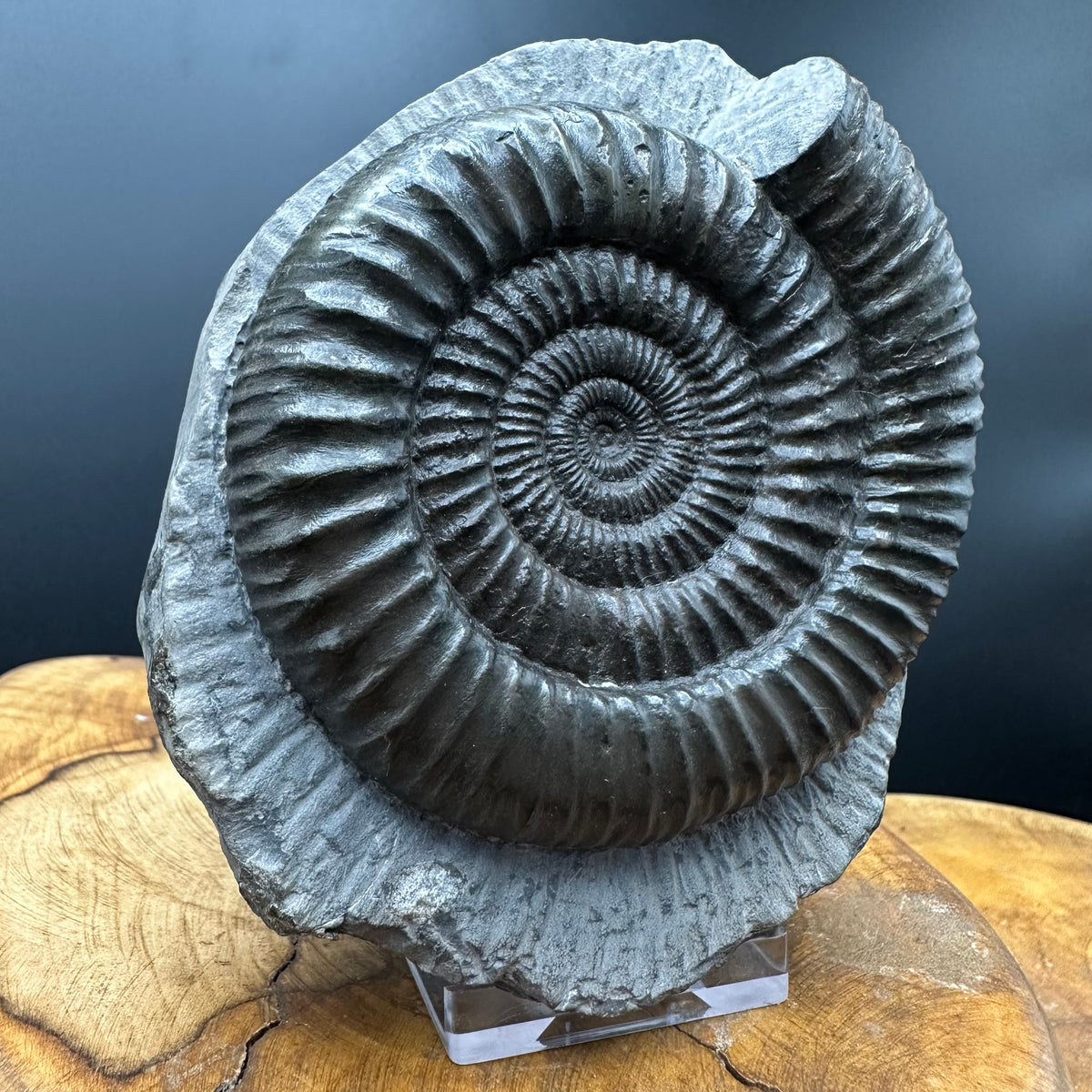 Dactylioceras Ammonite Fossil With box and Stand - Whitby, North Yorkshire Jurassic Coast Yorkshire Fossils
