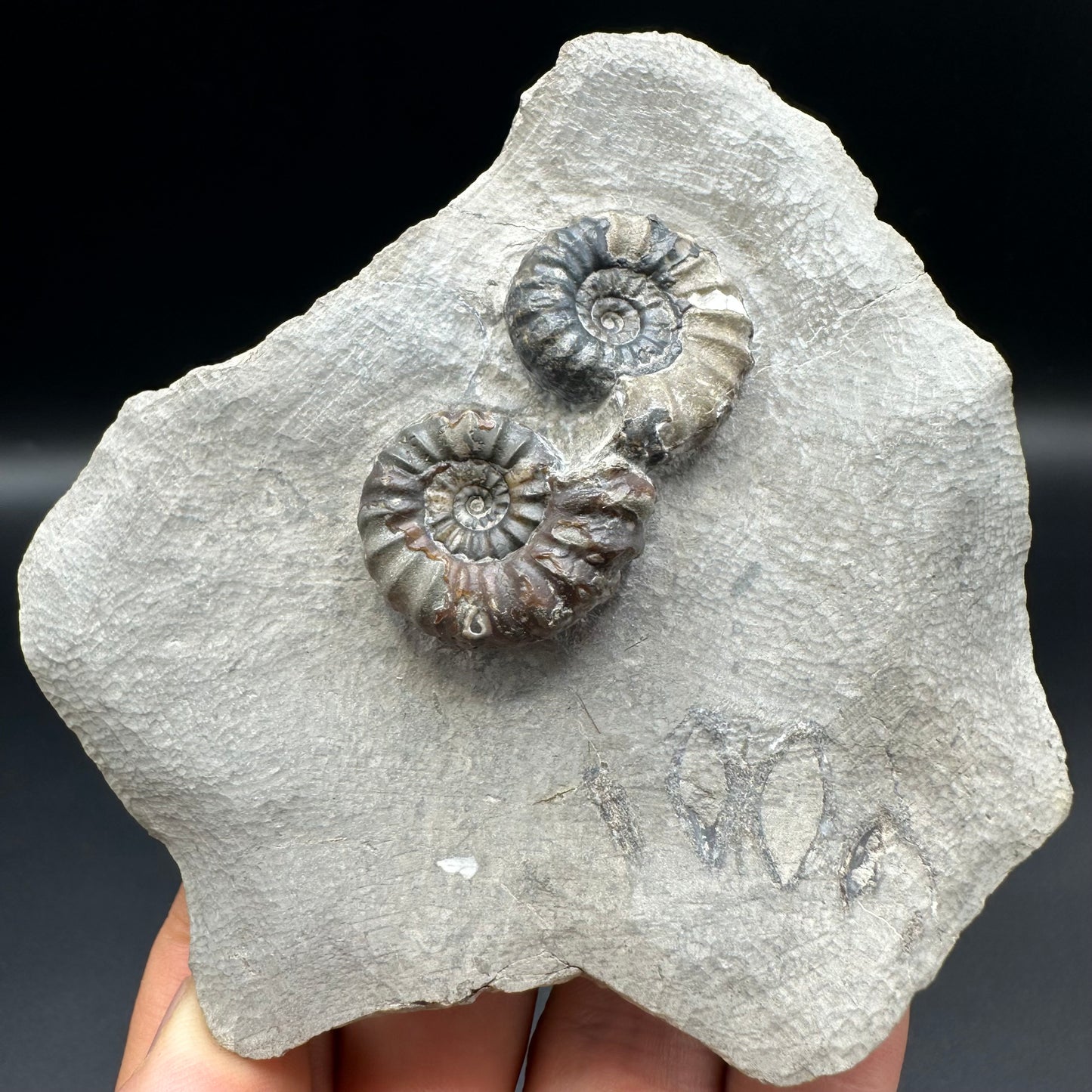 Androgynoceras maculatum ammonite fossil with gift box and stand - Whitby, North Yorkshire Jurassic Coast Yorkshire Fossils