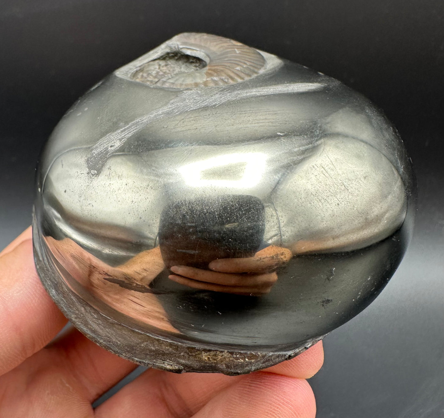 Golden Egg (GENUINE) Ammonite Fossil With Stand - Whitby, North Yorkshire Jurassic Coast Yorkshire Fossils