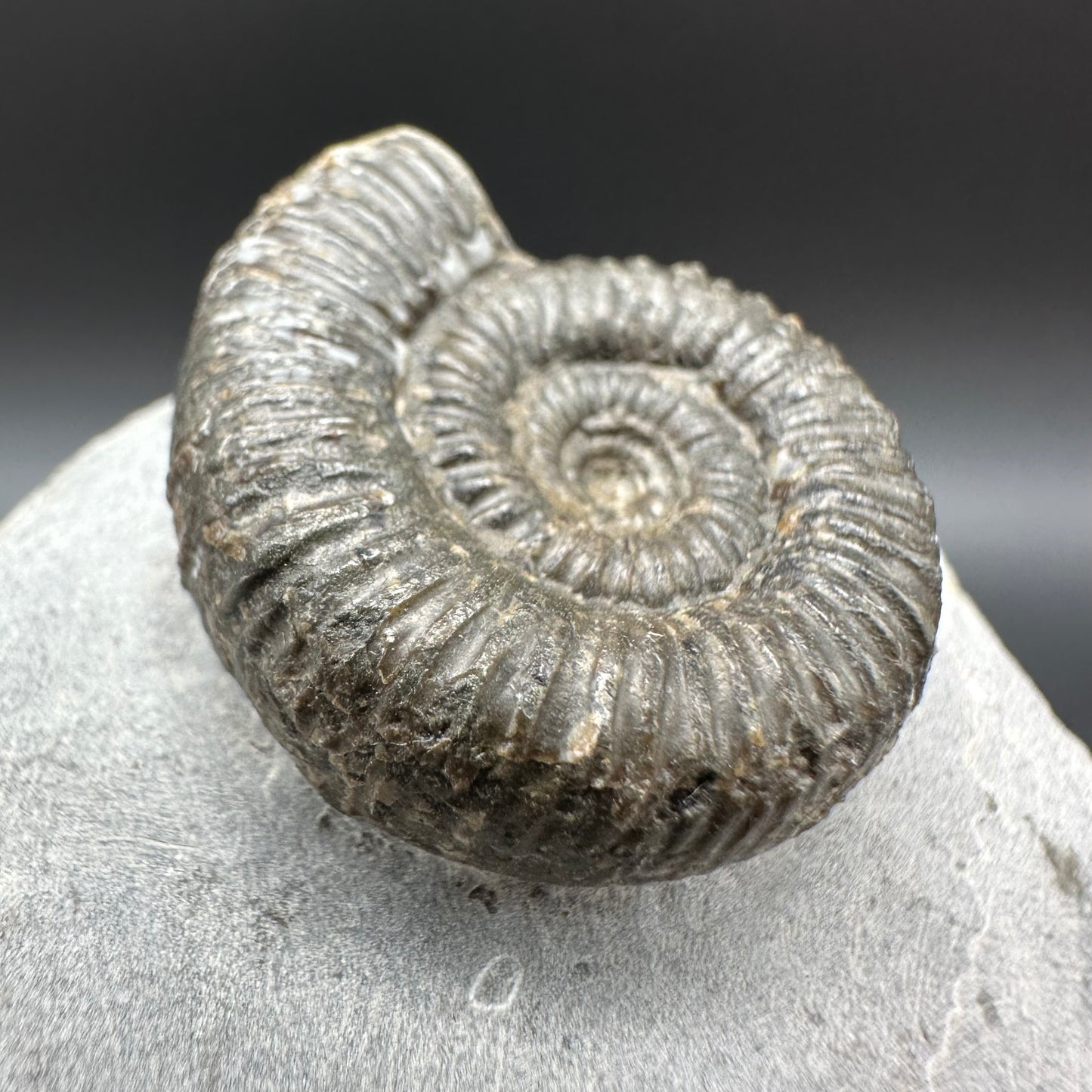Porpoceras vortex ammonite fossil with box and stand - Whitby, North Yorkshire Jurassic Coast, Yorkshire fossils