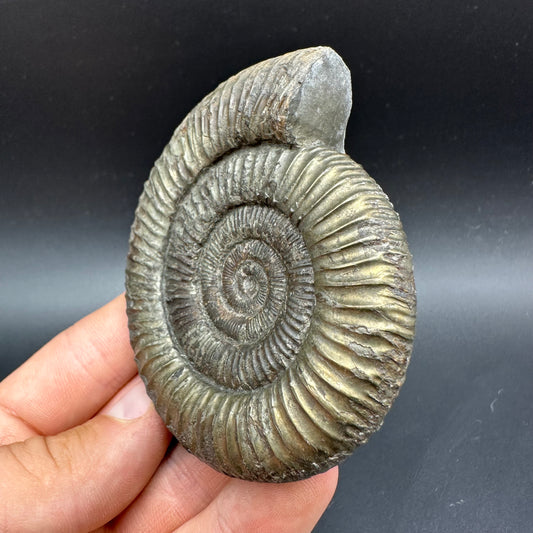 Golden Dactylioceras Ammonite Fossil With box and Stand - Whitby, North Yorkshire Jurassic Coast Yorkshire Fossils