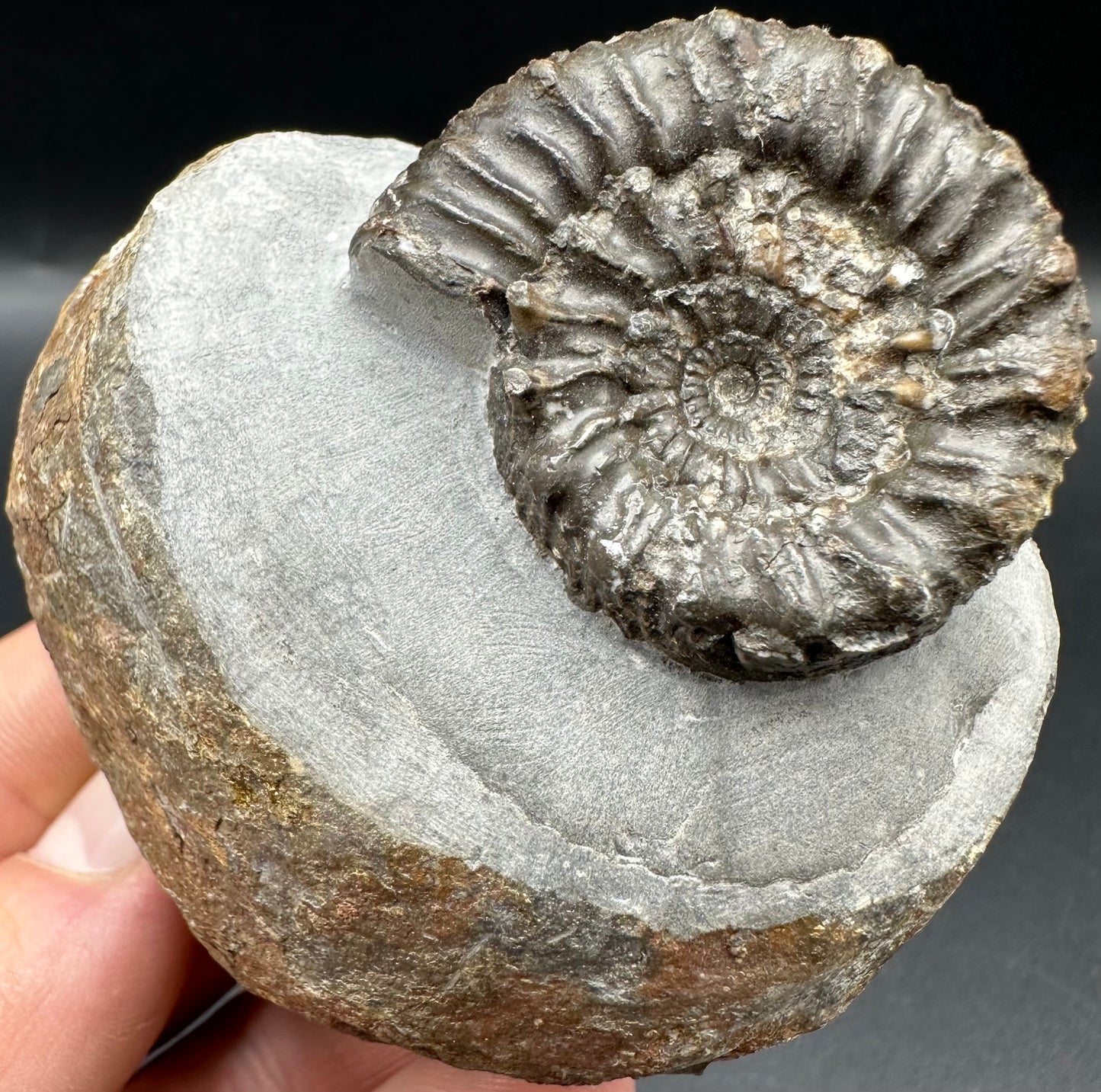 Peronoceras Sp. Ammonite fossil with box and stand - Whitby, North Yorkshire Jurassic Coast Yorkshire Fossils