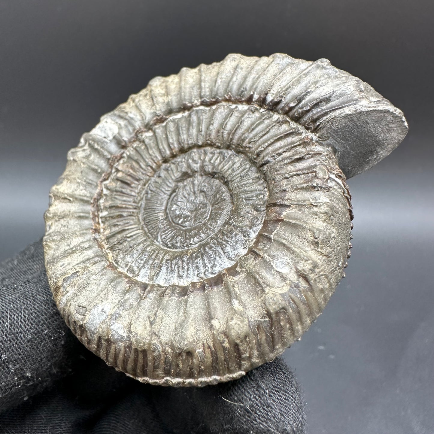 Peronoceras fibulatum Ammonite fossil with box and stand - Whitby, North Yorkshire Jurassic Coast Yorkshire Fossils