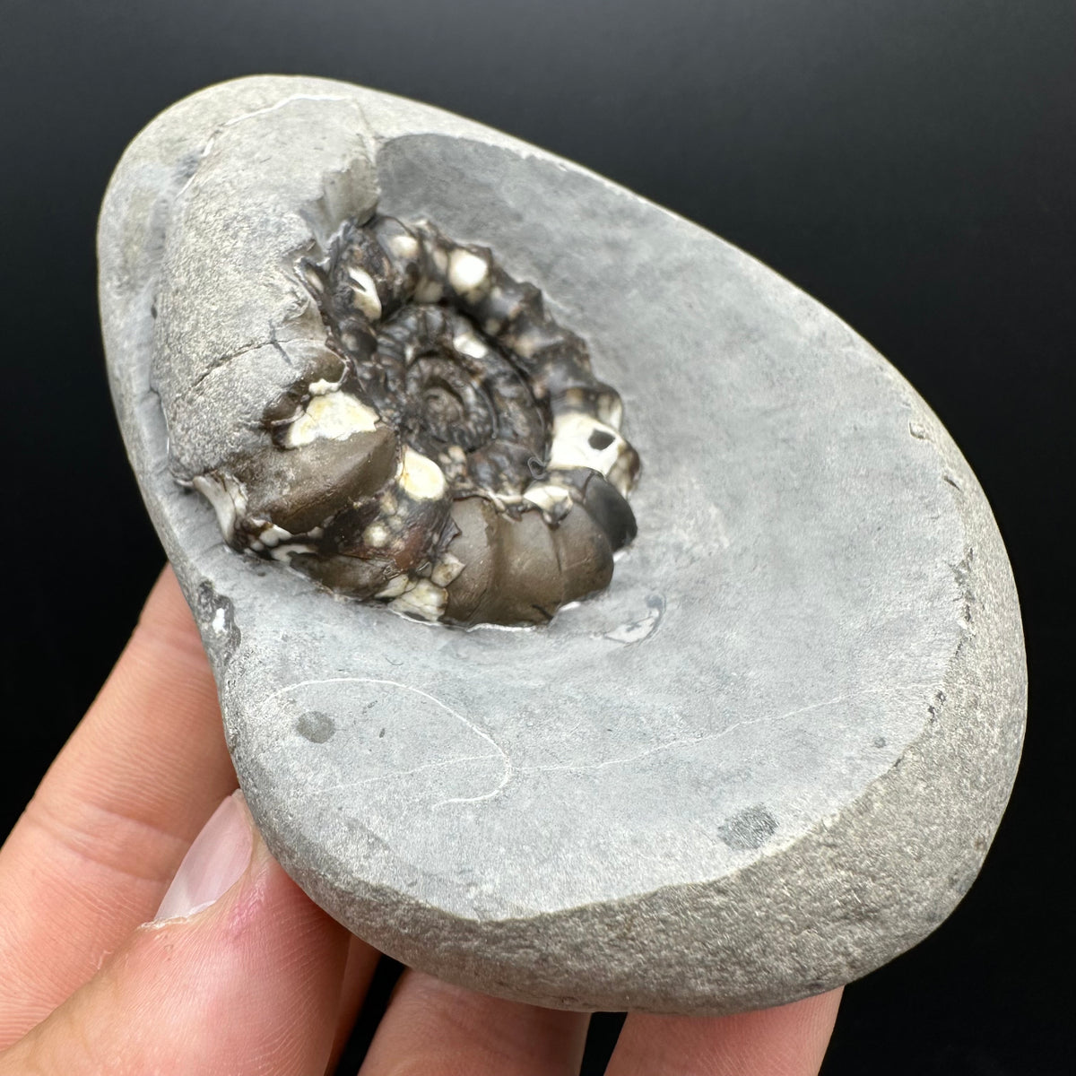Androgynoceras maculatum ammonite fossil with stand - Whitby, North Yorkshire Jurassic Coast Yorkshire Fossils