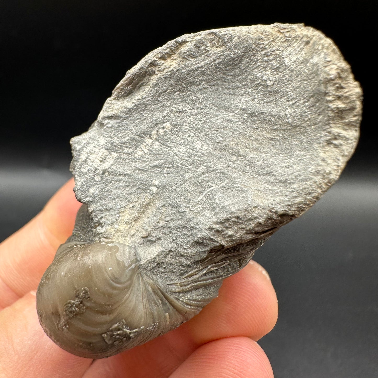 Gryphaea shell fossil with box and stand - Whitby, North Yorkshire, Jurassic Coast, Yorkshire Fossils found on the Jurassic Coast