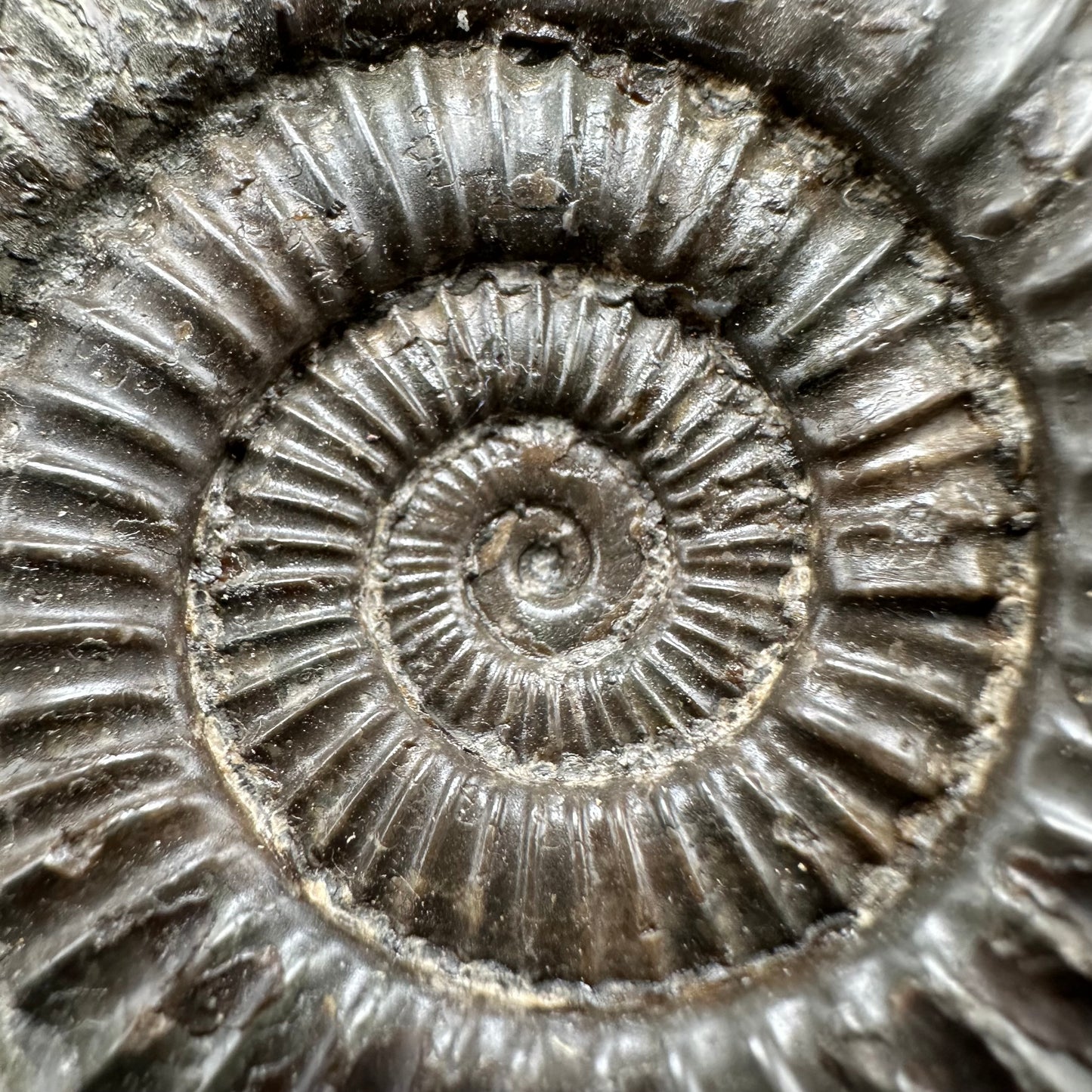 Dactylioceras Ammonite Fossil With Box And Stand - Whitby, North Yorkshire Jurassic Coast Yorkshire Fossils