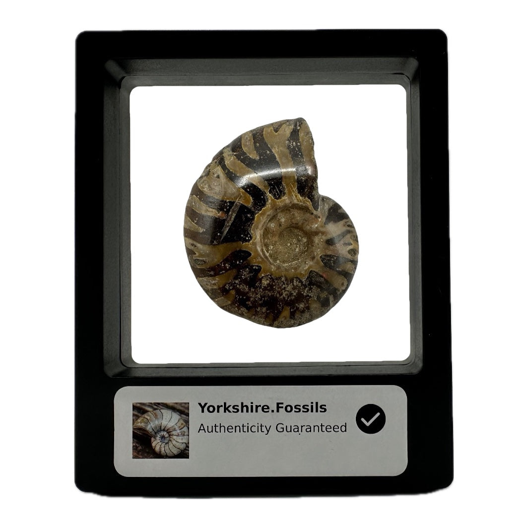 Shelled Madagascan Ammonite Fossil With Box And Display Case - Cretaceous Ammonite Fossil