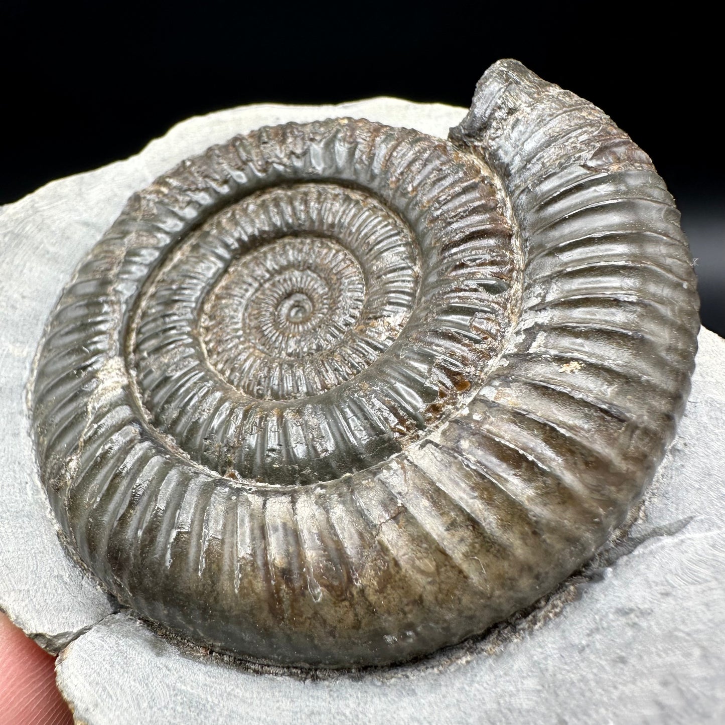 Dactylioceras Ammonite Fossil With Box And Stand - Whitby, North Yorkshire Jurassic Coast Yorkshire Fossils