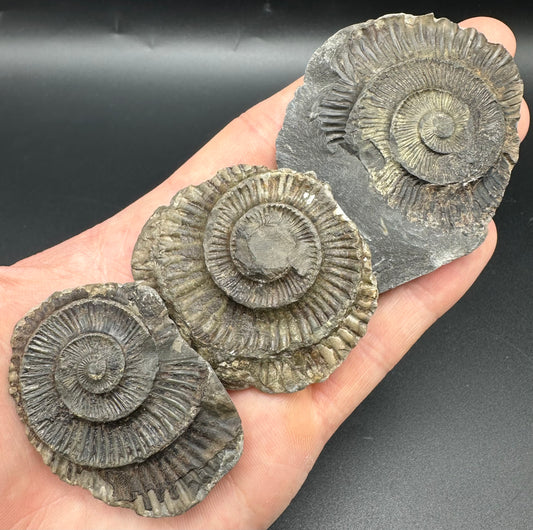 Dactylioceras imprint (negative) bundle ammonite shell fossil with box - Whitby, North Yorkshire, Yorkshire Fossils