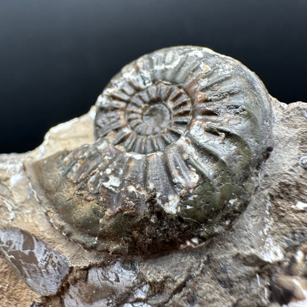 Amaltheus subnodosus Ammonite fossil with stand - Whitby, North Yorkshire Jurassic Coast Yorkshire Fossils