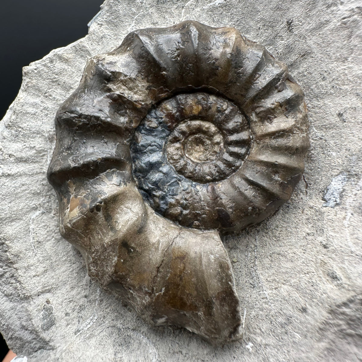 Androgynoceras maculatum ammonite fossil with stand - Whitby, North Yorkshire Jurassic Coast Yorkshire Fossils
