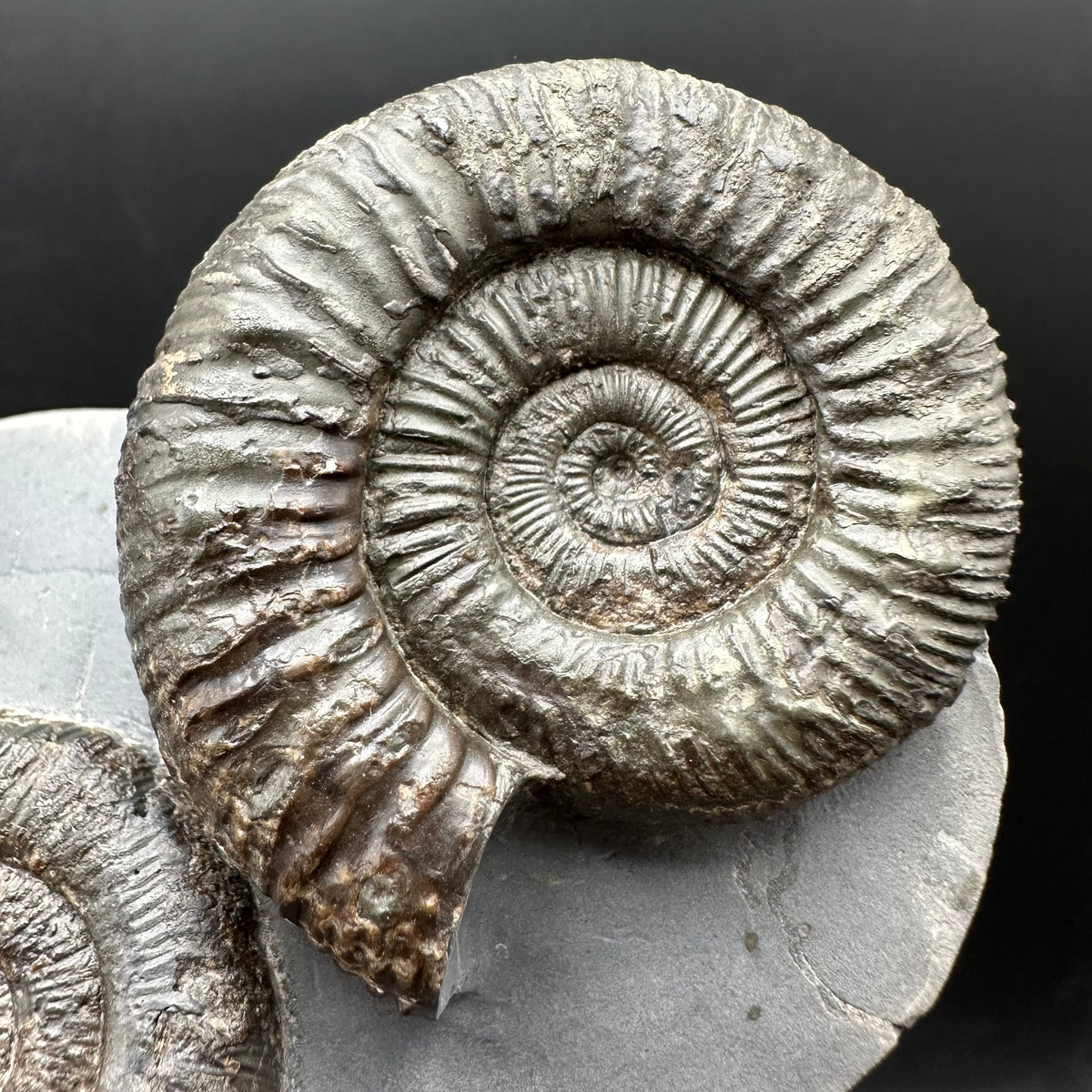 Peronoceras fibulatum Ammonite fossil with box and stand - Whitby, North Yorkshire Jurassic Coast Yorkshire Fossils