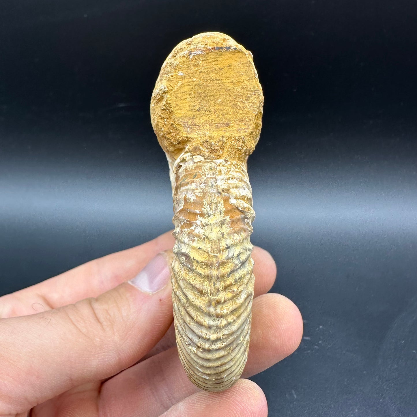 Dichotomosphinctes Ammonite Fossil With Box And Stand - Middle Jurassic Ammonite Madagascar