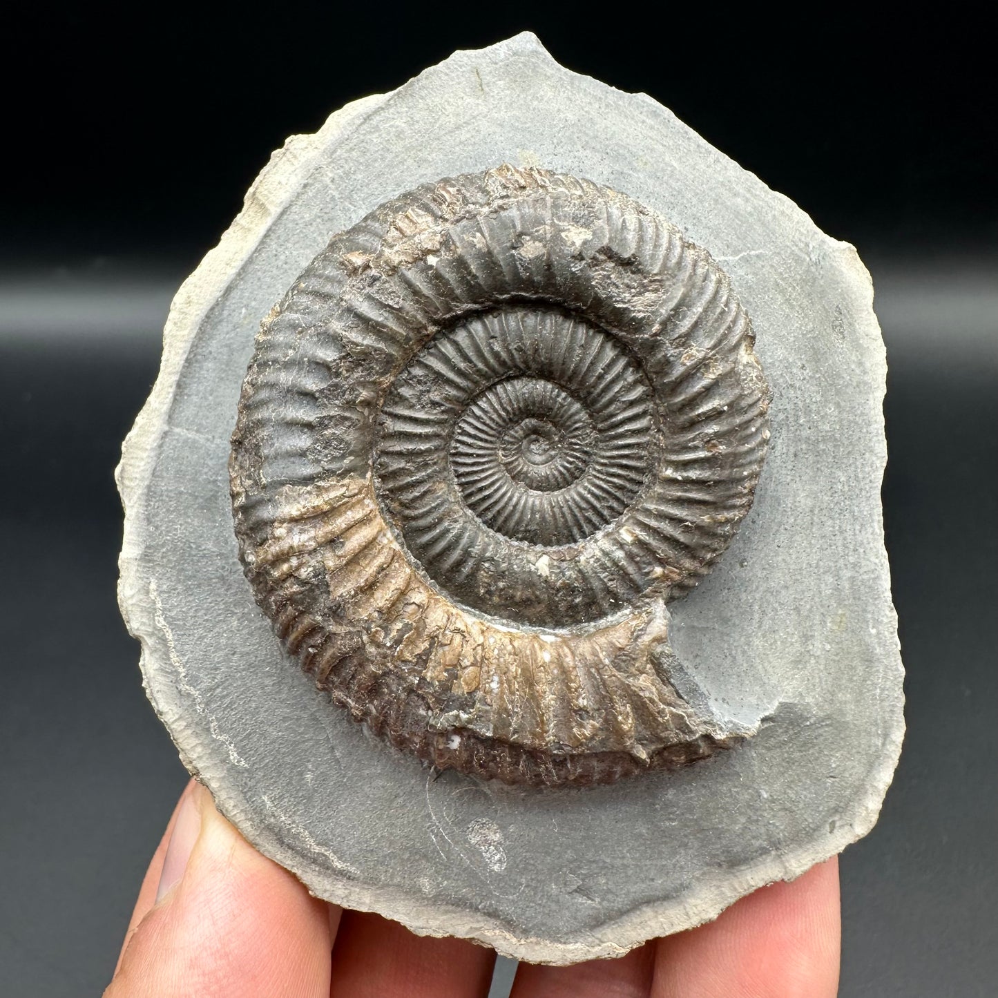 Dactylioceras Ammonite Fossil With Box And Stand - Whitby, North Yorkshire Jurassic Coast Yorkshire Fossils