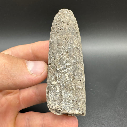 Belemnite (Fossil Squid) shell fossil - Whitby, North Yorkshire Jurassic Coast Yorkshire Fossils