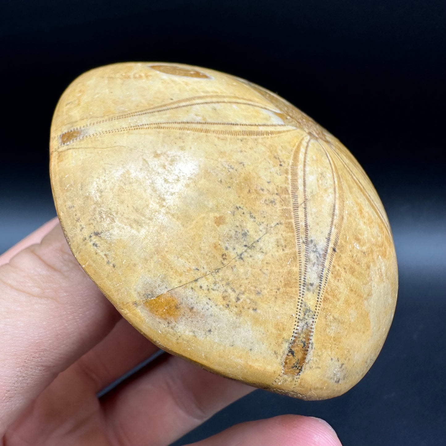Holectypus Sea Urchin Fossil With Box And Stand - Middle Jurassic Madagascar