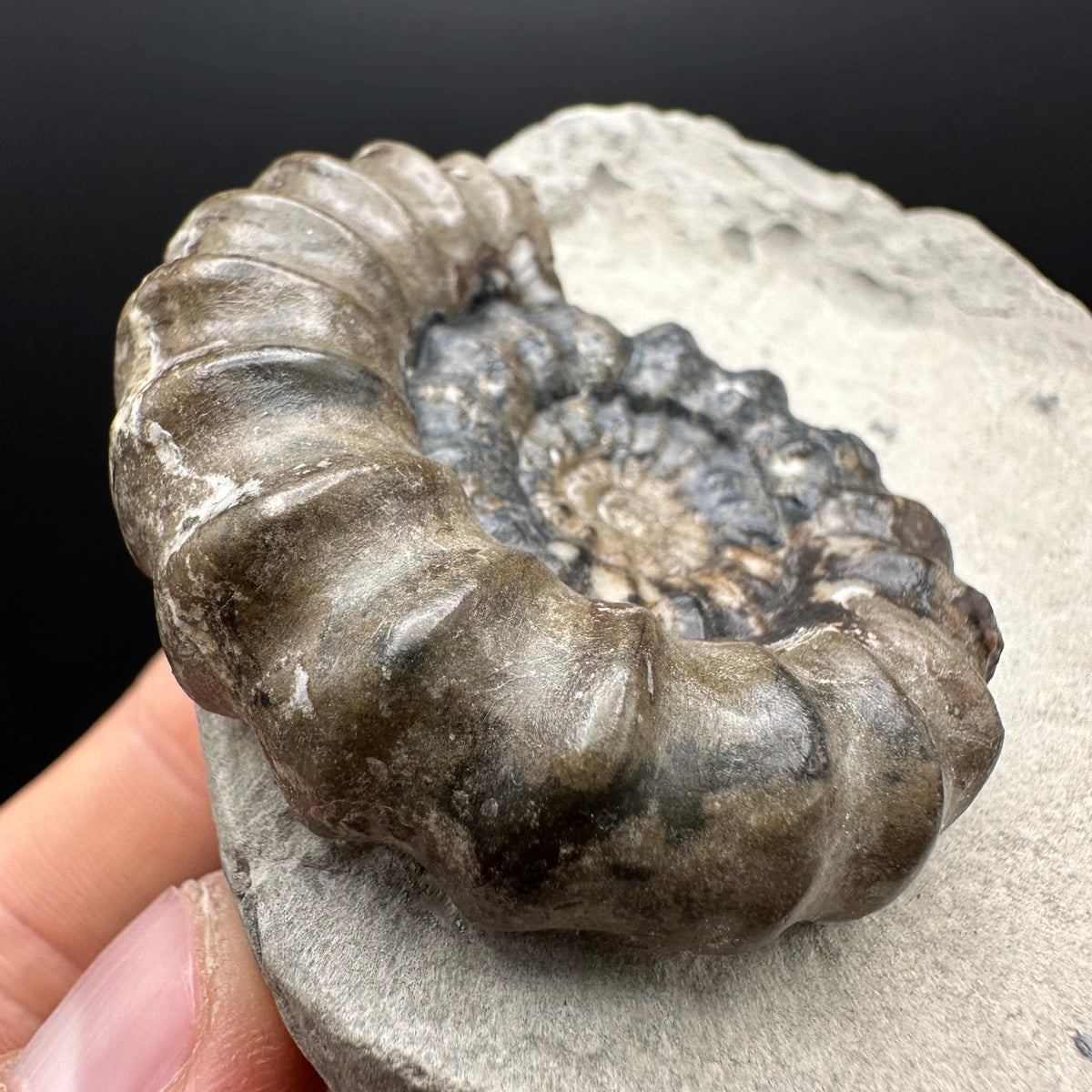 Androgynoceras maculatum ammonite fossil with box and stand - Whitby, North Yorkshire Jurassic Coast Yorkshire Fossils