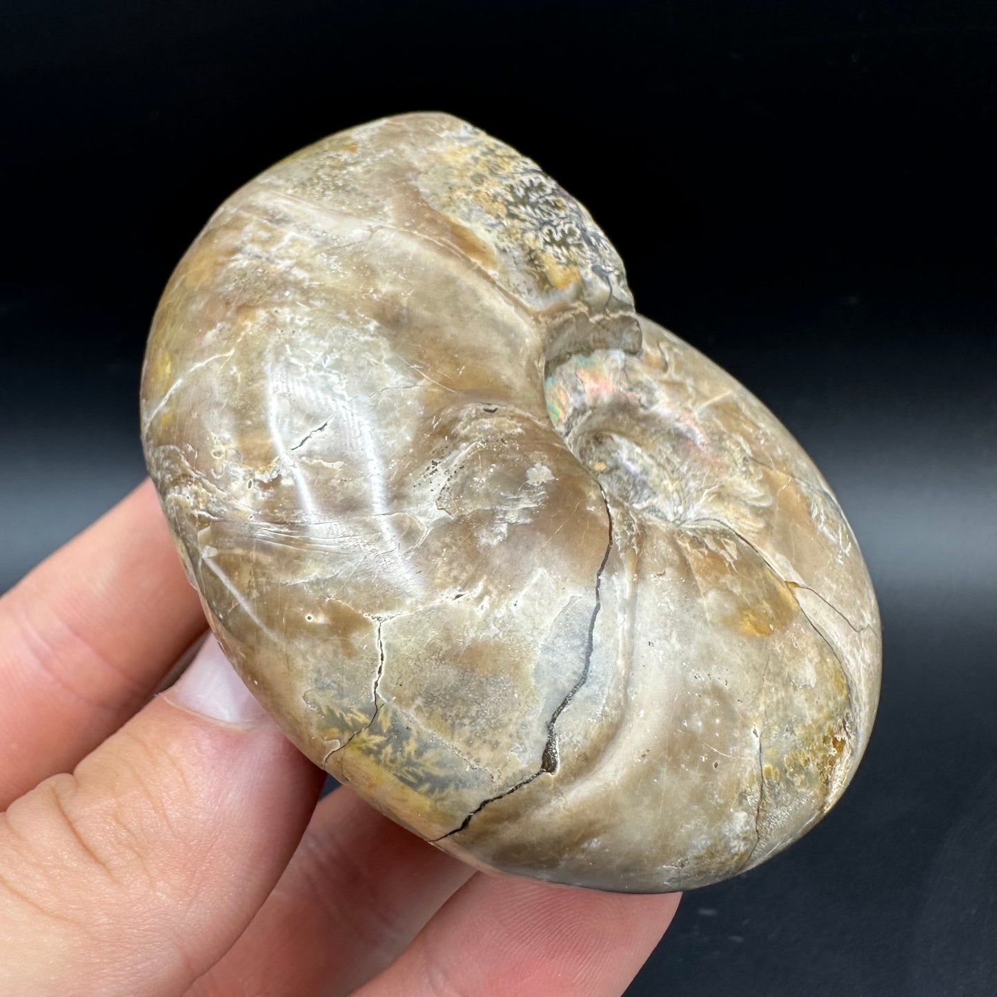 Puzosia Ammonite Fossil With Box And Stand - Cretaceous Ammonite Madagascar