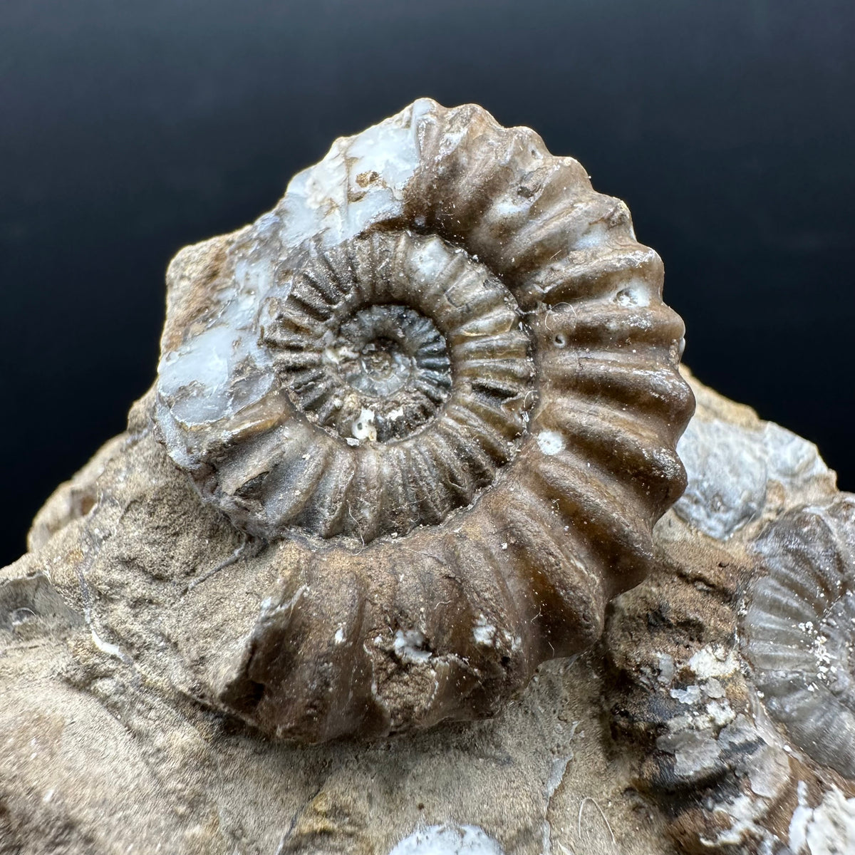 Androgynoceras capricornus Ammonite Fossil With Stand - Whitby, North Yorkshire Jurassic Coast Yorkshire Fossils
