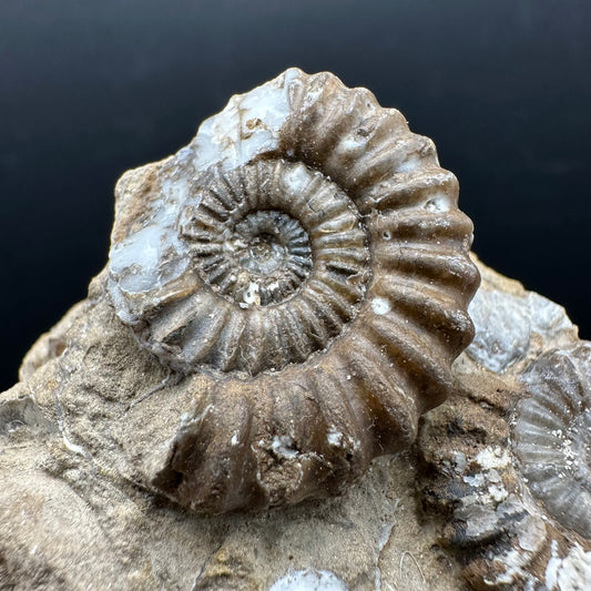 Androgynoceras capricornus Ammonite Fossil With Stand - Whitby, North Yorkshire Jurassic Coast Yorkshire Fossils