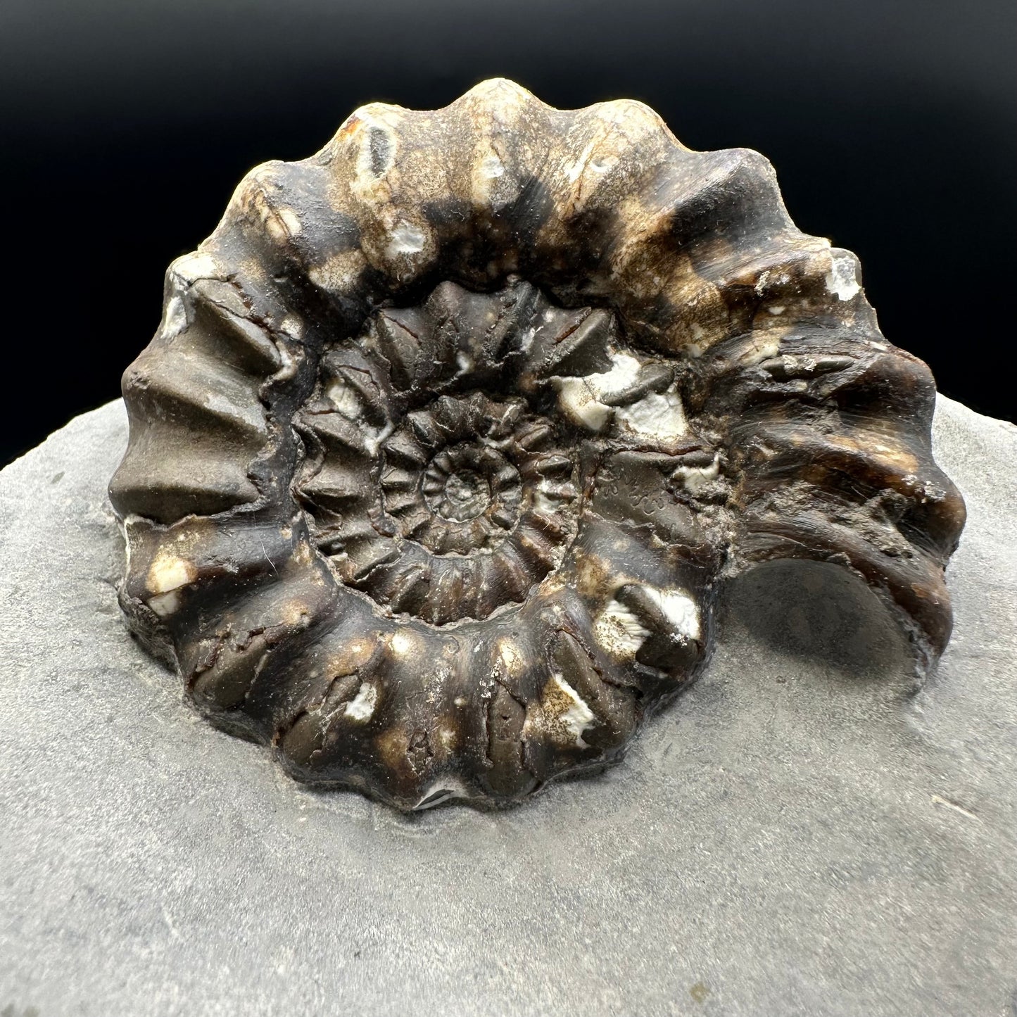 Androgynoceras maculatum ammonite fossil - Whitby, North Yorkshire Jurassic Coast Yorkshire Fossils