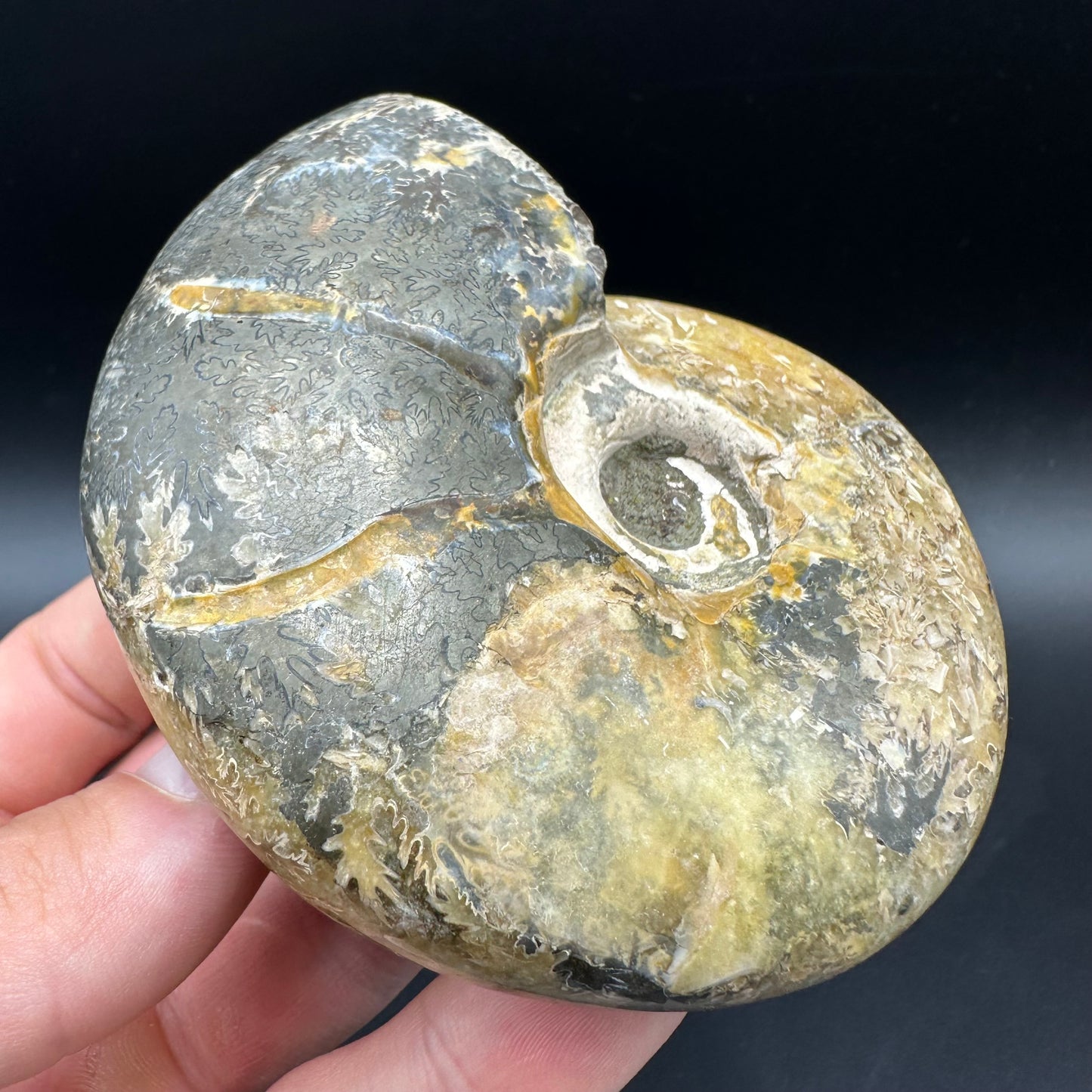 Puzosia Ammonite Fossil With Box And Stand - Cretaceous Ammonite Madagascar