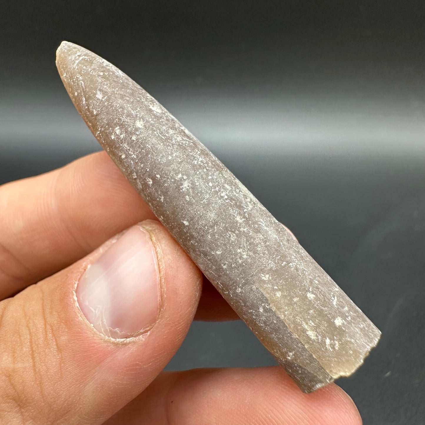 Belemnite (Fossil Squid) shell fossil - Whitby, North Yorkshire Jurassic Coast Yorkshire Fossils