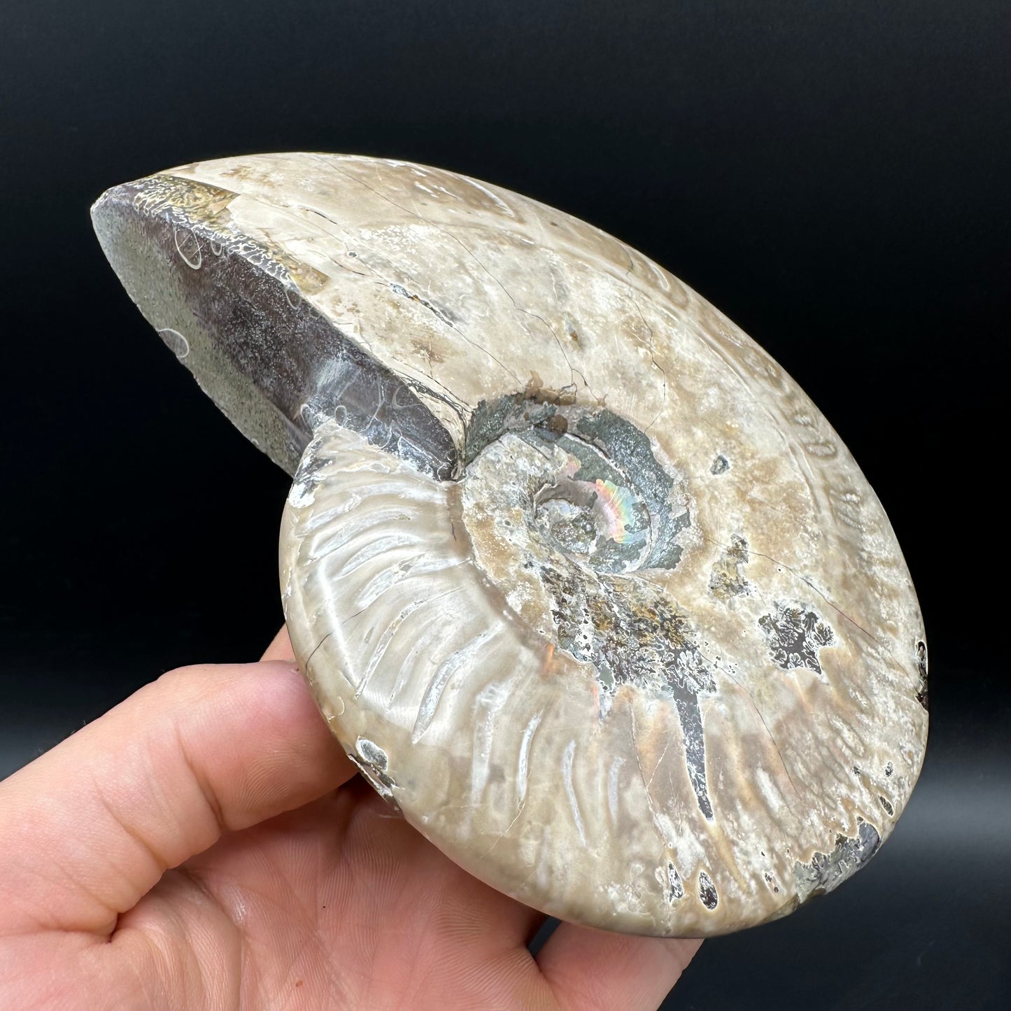 Cleoniceras Ammonite Fossil With Stand - Cretaceous Ammonite Madagascar