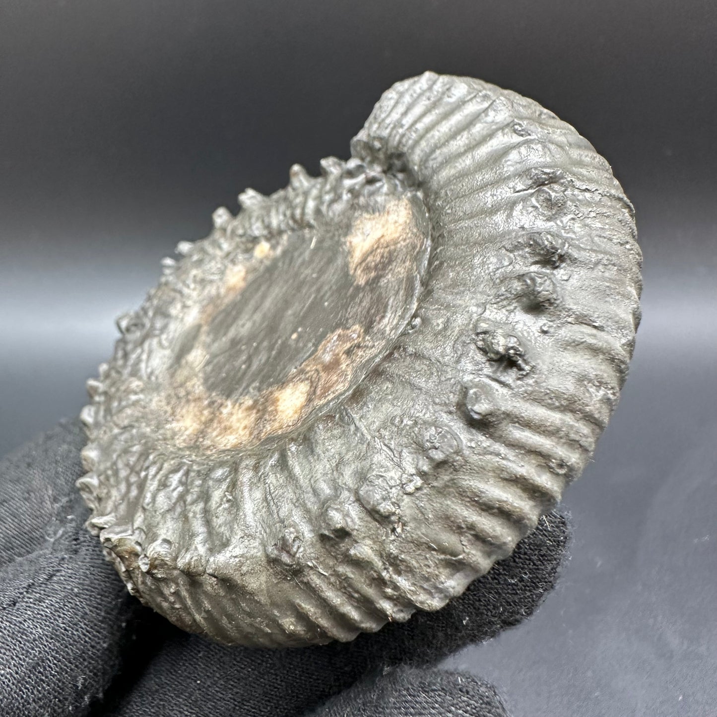 Peronoceras Sp. Ammonite fossil with box and stand - Whitby, North Yorkshire Jurassic Coast Yorkshire Fossils