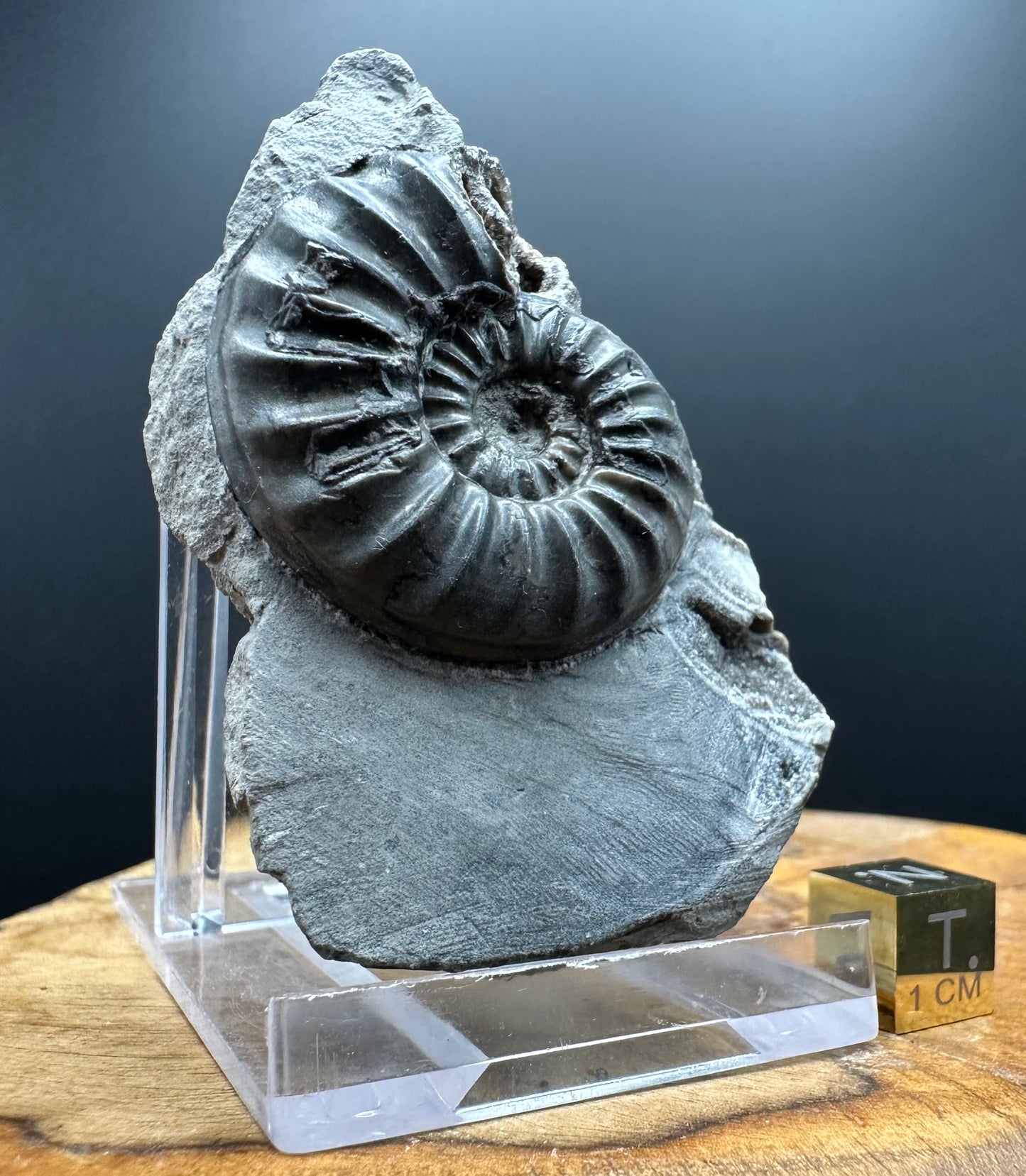 Asteroceras Ammonite fossil with box and stand - Whitby, North Yorkshire Jurassic Coast Yorkshire Fossils