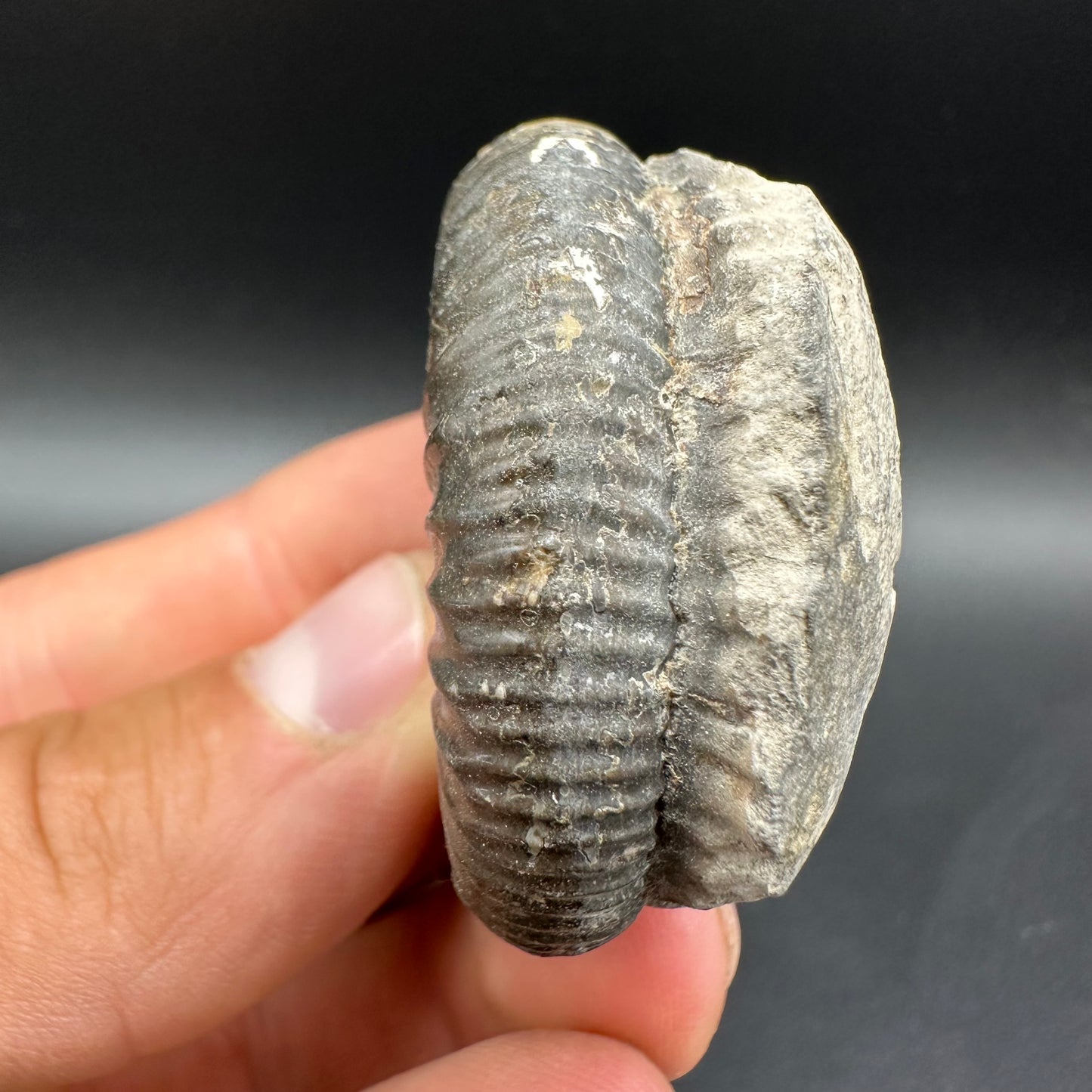 Dactylioceras Ammonite Fossil With Box And Stand - Whitby, North Yorkshire Jurassic Coast Yorkshire Fossils