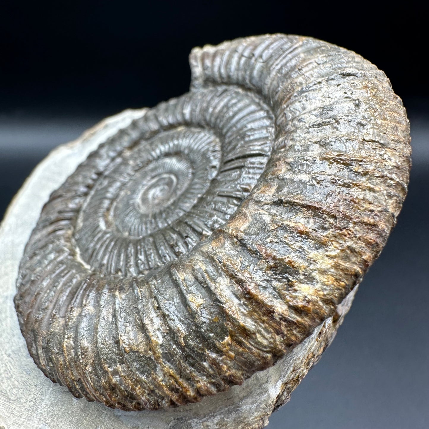 Dactylioceras Ammonite Fossil With Box And Stand - Whitby, North Yorkshire Jurassic Coast Yorkshire Fossils