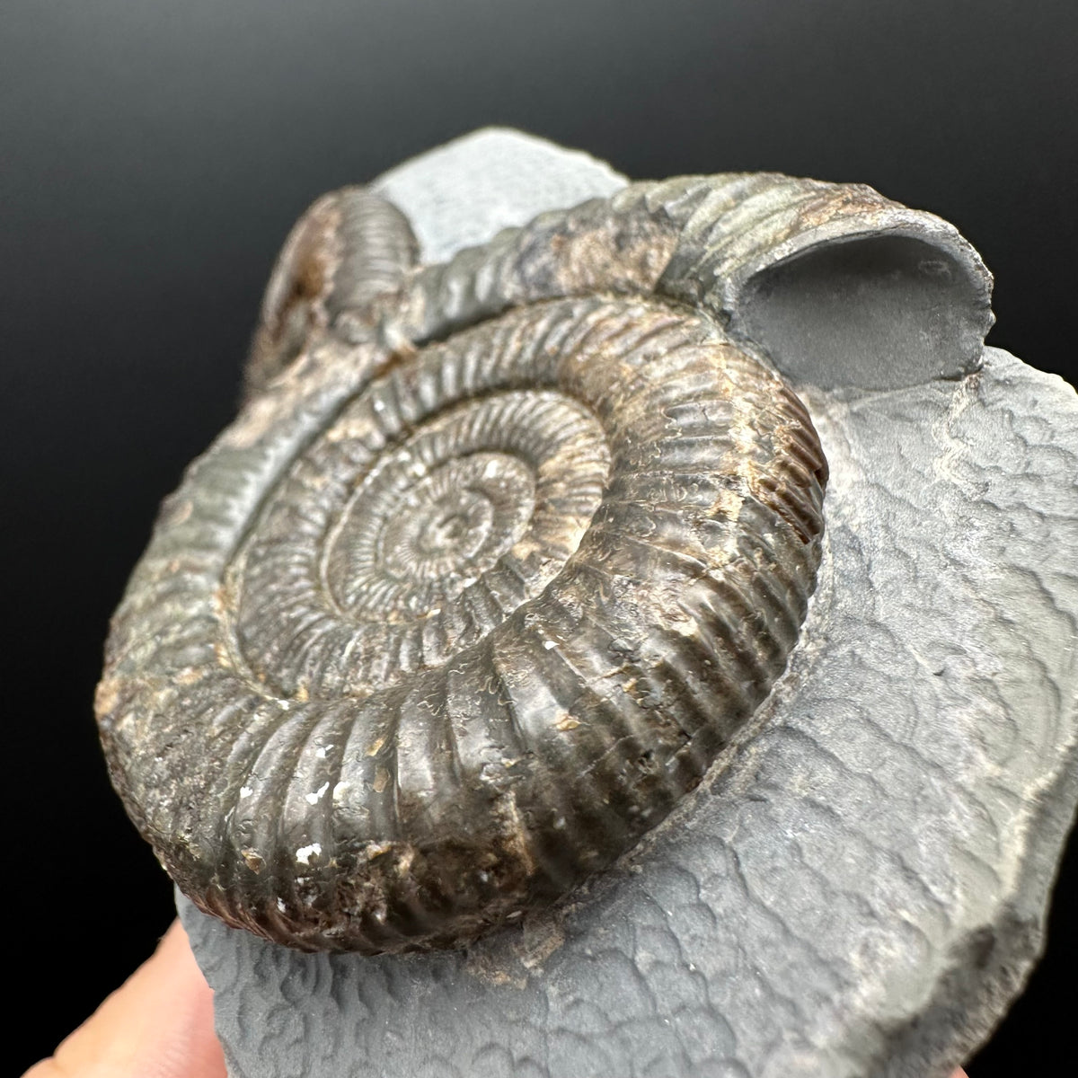 Dactylioceras Ammonite Fossil With Stand - Whitby, North Yorkshire Jurassic Coast Yorkshire Fossils