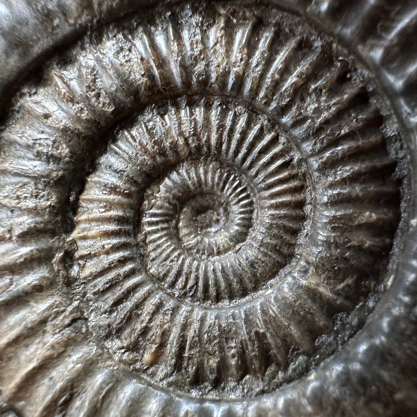 Dactylioceras Ammonite Fossil With box and Stand - Whitby, North Yorkshire Jurassic Coast Yorkshire Fossils