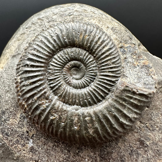 Dactylioceras Ammonite Fossil Gift Set - Whitby, North Yorkshire Jurassic Coast Yorkshire Fossils