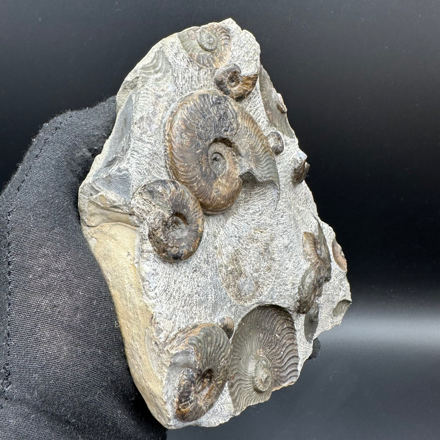 Cleviceras sp. ammonite shell fossil with stand - Whitby, North Yorkshire Jurassic Coast Yorkshire Fossils