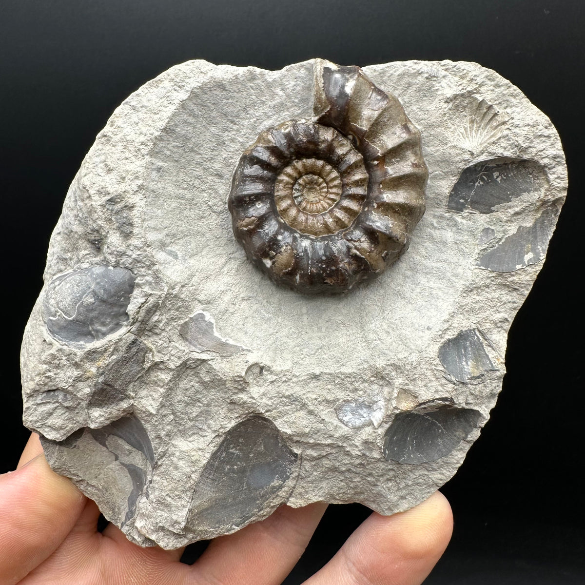 Androgynoceras maculatum ammonite fossil with stand - Whitby, North Yorkshire Jurassic Coast Yorkshire Fossils