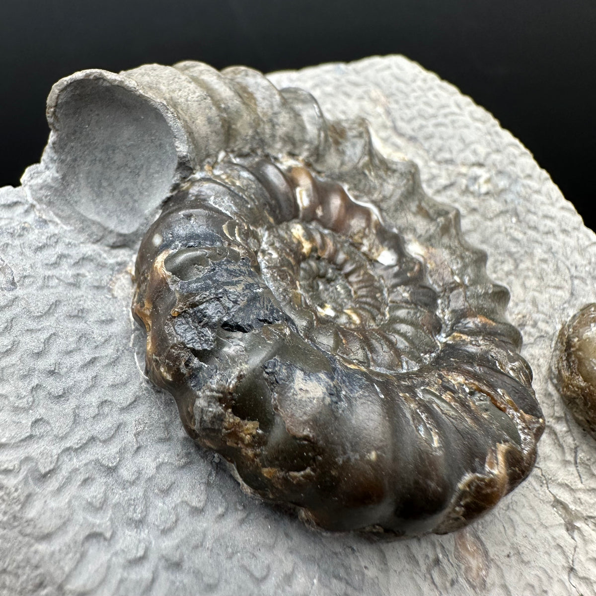 Androgynoceras maculatum ammonite fossil with box and stand - Whitby, North Yorkshire Jurassic Coast Yorkshire Fossils