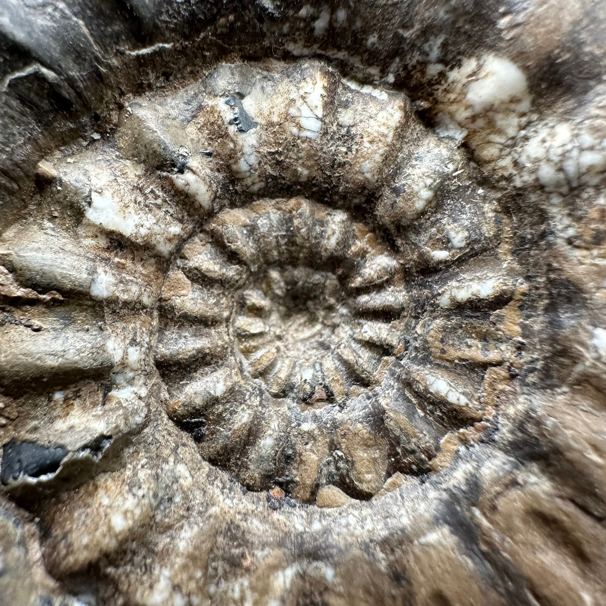 Androgynoceras maculatum ammonite fossil with box and stand - Whitby, North Yorkshire Jurassic Coast Yorkshire Fossils