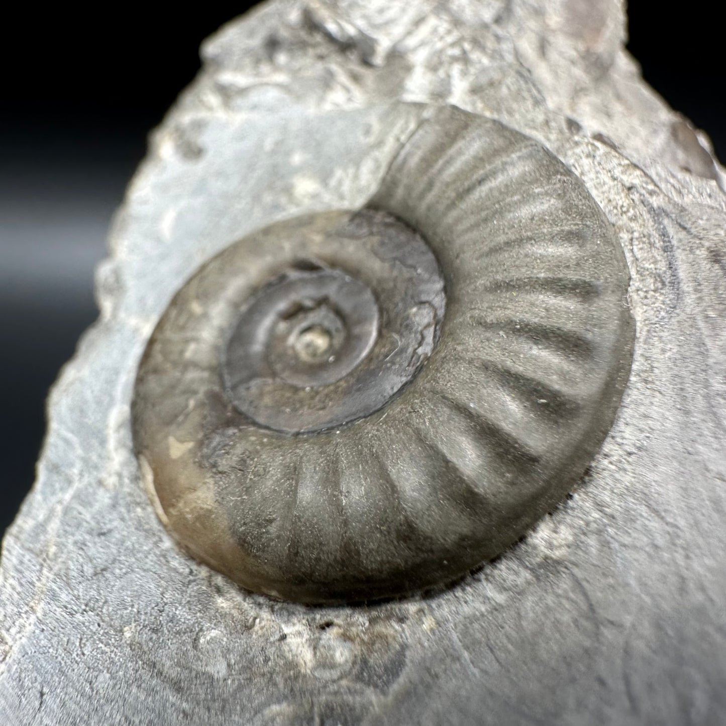 Arnioceras ammonite shell fossil with box and stand - Whitby, North Yorkshire Jurassic Coast Yorkshire Fossils