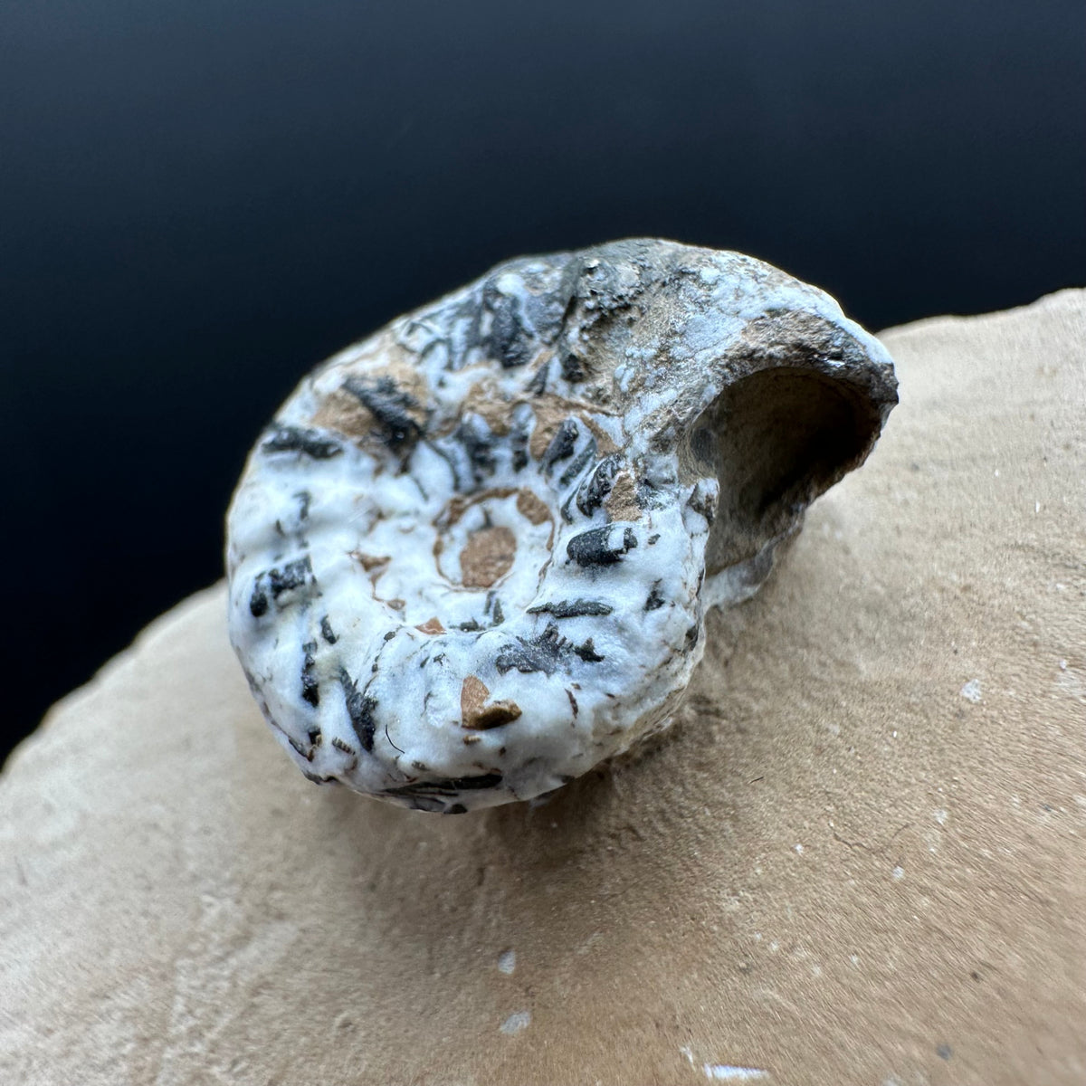 Amaltheus subnodosus Ammonite fossil with stand - Whitby, North Yorkshire Jurassic Coast Yorkshire Fossils