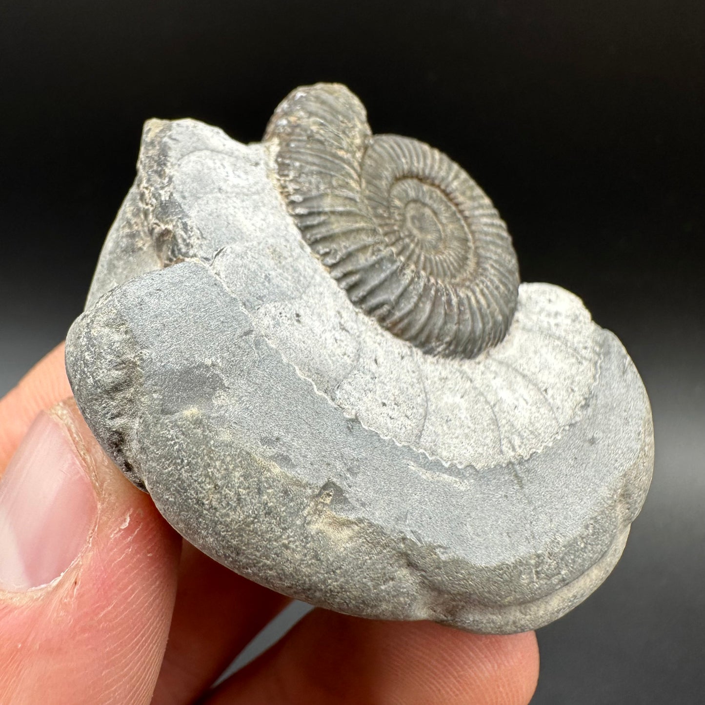 Dactylioceras Ammonite Fossil With Box And Stand - Whitby, North Yorkshire Jurassic Coast Yorkshire Fossils