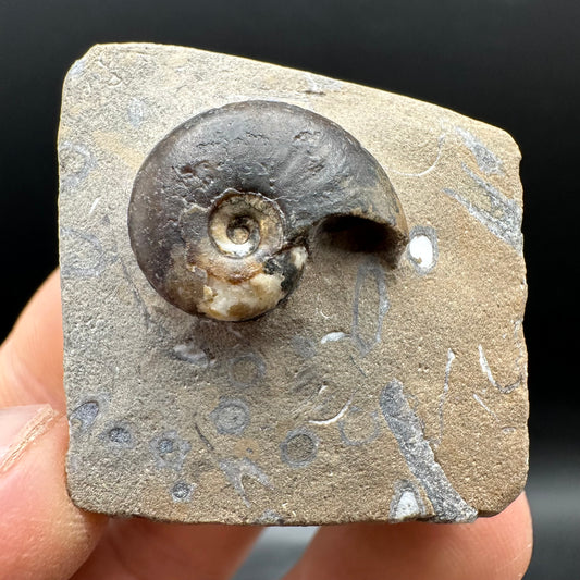 Amaltheus striatus ammonite fossil with box and stand - Whitby, North Yorkshire Jurassic Coast Yorkshire Fossils
