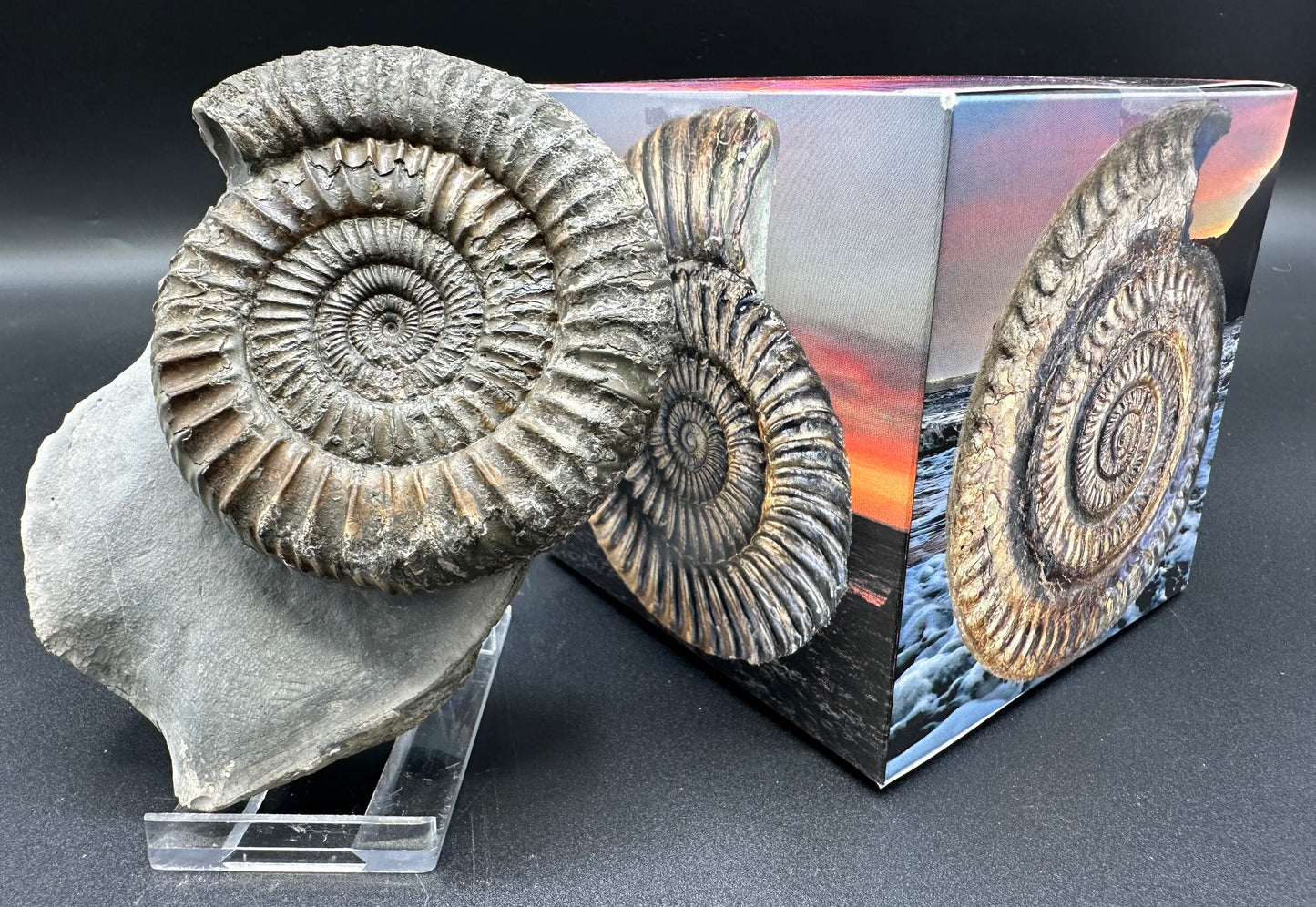 Dactylioceras Ammonite Fossil With Box And Stand - Whitby, North Yorkshire Jurassic Coast Yorkshire Fossils