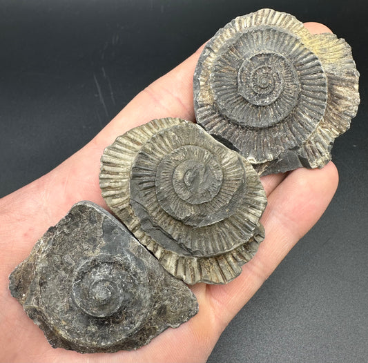 Dactylioceras imprint (negative) bundle ammonite shell fossil with box - Whitby, North Yorkshire, Yorkshire Fossils