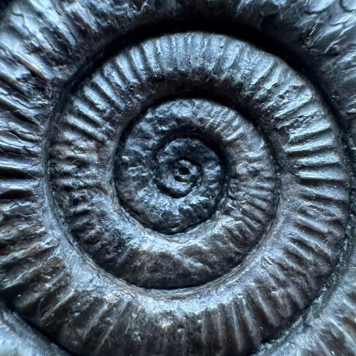 Dactylioceras Ammonite Fossil With box and Stand - Whitby, North Yorkshire Jurassic Coast Yorkshire Fossils
